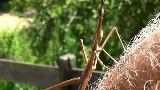 Насекомое, палкой насекомых, Phibalosoma phyllinum, идеально подходит камуфляж,