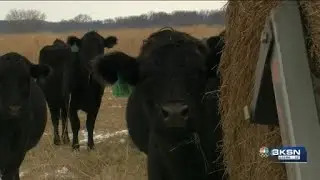 'We got to deal with it': Kansas ranchers caring for cattle amid cold calving season