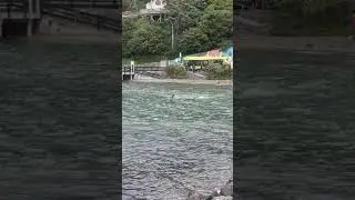 Orca wellington harbor