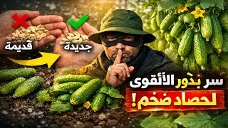 هل البذور القديمة للخيار أفضل من الجديدة؟ | السر الذي يخفيه خبراء الزراعة للحصول على محصول ضخم!