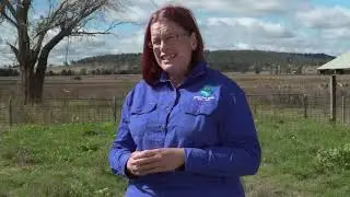 Discover oral pain relief product for sheep and cattle