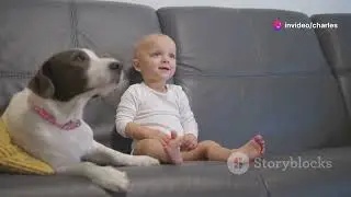 Pawsome Pet Fashion Trends