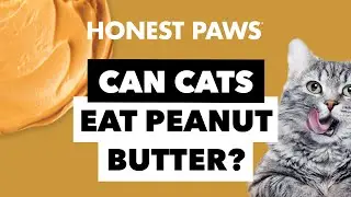 Can Cats Eat Peanut Butter?
