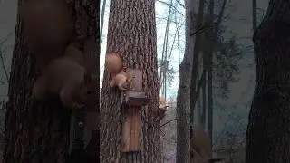 давай поиграем #squirrel#status#best #brave#super#smile#lol #shorts#лучшее#cute#shortvideo#top#лес