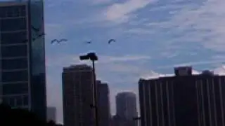 V formation by Flock of Birds