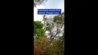 Leaves Change Colors. But WHY?