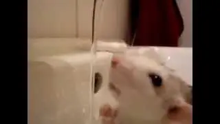 Pet rat playing with water