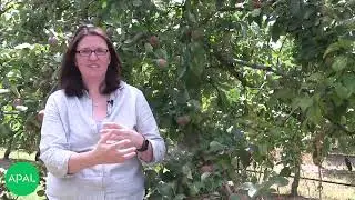 4. Post-harvest management begins in the orchard