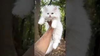 Persian cats for life | White cute persian kitten | persian cats for sale | cats for sale | Cats