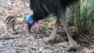 cassowary dad with 2 very small chicks