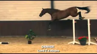 DUNCAN: Lord Z x Libero H -2008 Gelding, KWPN