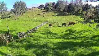Online monitoring #nzfarming