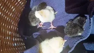 Ya nacieron los pollitos de la gallina 🐓 patas azules 