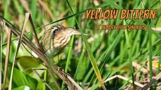 The Yellow Bittern (Ixobrychus sinensis)