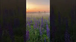 Летний вайб! Вечерний туман в поле с люпинами💜 #nature #flowers #relaxing #sunset