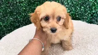 Sage Cavapoo