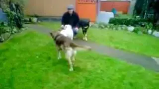 Dog Training Vancouver.3gp