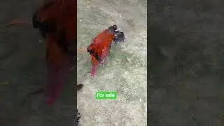 super quality asil murga#viral #shots #ytubeshorts #birds#asell murga shorts