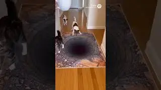 1 Hour of Dogs & Cats vs the Floor Hole &ndash; Ultimate Compilation 🐶🐱