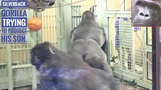 Серебряная горилла запугивает нового смотрителя | Момотаро | Киотский зоопарк