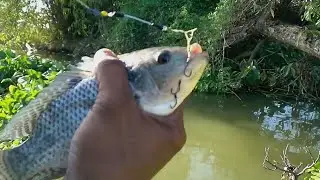 Beruntung !! Spot Seperti Ini Yang Saya Cari