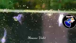 Moscow Violet new line | Guppy King Aquatics