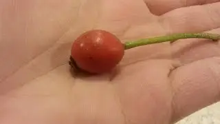 Growing Roses From Seed (Part 1)