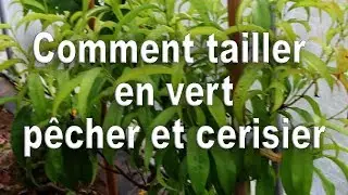 Comment tailler en vert le p&ecirc;cher et le cerisier