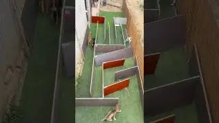 Difficulty: 🍀🍀🍀🍀🍀，Dogs in a maze  #puppy #cute #pets #funny #dog