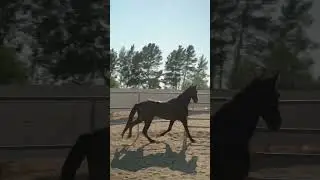 Horse 🐎 🐴 #horse #horses #animals #animals #horse @naturethe