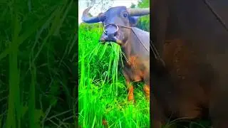 Finish My All Rice 🌾😆 #shorts #comedy #funny #farming #funnycomedy #cow