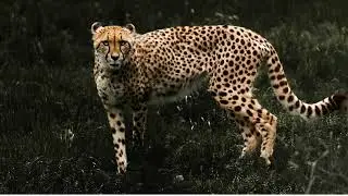 Cheetah Sound Effect