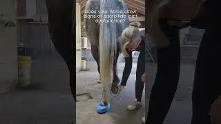 Does your horse show signs of sacroiliac joint pain? #shorts #chiropractic #animalchiropractic