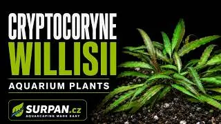 Cryptocoryne willisii - Akvarijn&iacute; rostliny | SURPAN.cz