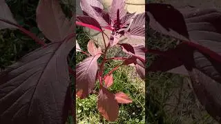 #red #amaranthe #saag #lalsaag #vegetables #vegetable #garden #gardening #organic #organicfarming