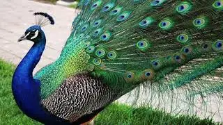 peacock #peacock call#peacock dance#topbirds stock pictures #background music