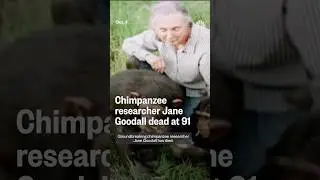 Chimpanzee researcher Jane Goodall dead at 91
