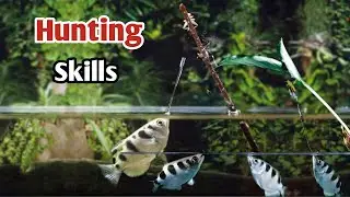 The Incredible Hunting Techniques of Archer Fish | Animals Video's.. | Wildlife Discovery Video's 