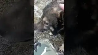 Да хочу. Финансовая помощь бездомным собачкам: 2202 2056 2556 3355- Александр К.