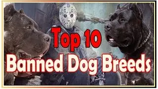 Top 10 banned dog breeds in the world