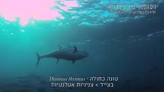 פרק שלישי - הדגים הטורפים בריף הישראלי - עושים חיים בשמורות הימיות בים התיכון