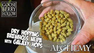 Dry Hopping BrewHQ's NEIPA with Galaxy Hops