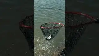Dachte, es ist ein kleiner... dann biss ein MONSTER! 🤯🐟