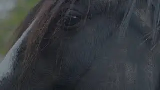 Free Rein Trailer