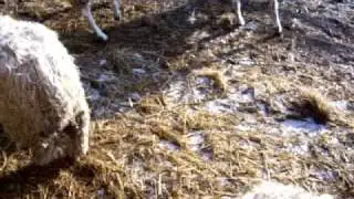 Sheep - Chops