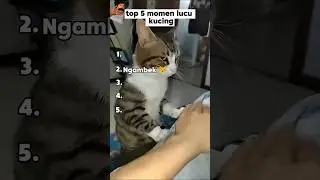 Top 5 momen lucu kucing 😹 #videolucu #funnyvideo #meme #memesdaily