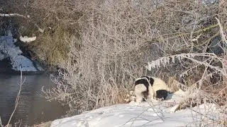 Iarnă autentică pe Valea Someșului Mic🏞 la -13°C❄️ Ciobănesc românesc de Bucovina 🐕🇷🇴