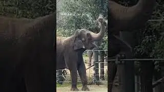 Fort Worth Zoo Day Trip