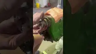 Holden 202 water pump install. #asmr #automobile #engine #mechanic #engineering #engineering