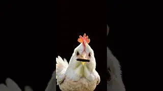 Murgi #comedy #funny #chicken #murugan #shortvideo